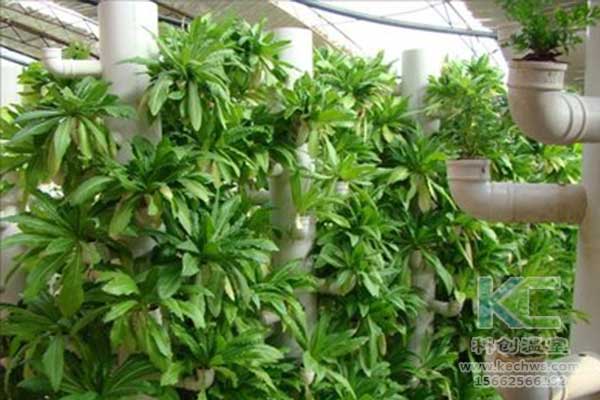 無土栽培，無土栽培技術，無土栽培設備