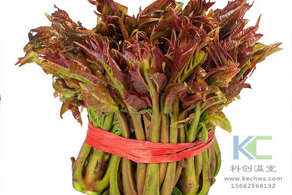 無土栽培，無土栽培技術