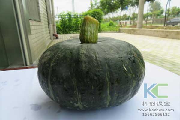 無(wú)土栽培，無(wú)土栽培技術(shù)，無(wú)土栽培設(shè)備