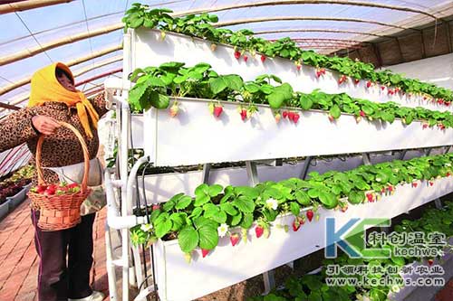 無土栽培，無土栽培技術，無土栽培設備