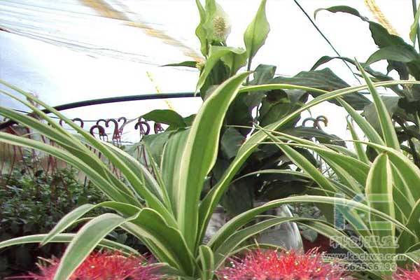 無土栽培，無土栽培技術，無土栽培設備