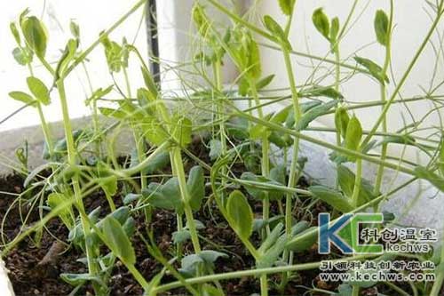 無土栽培，無土栽培技術，無土栽培設備