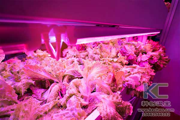 無土栽培，無土栽培技術(shù)，無土栽培設(shè)備