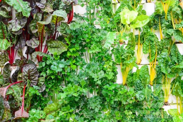 無土栽培，無土栽培技術，無土栽培設備