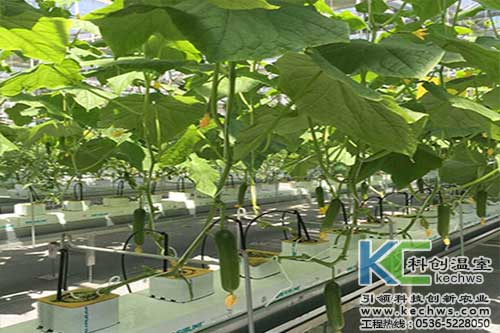 無土栽培，無土栽培技術，無土栽培設備