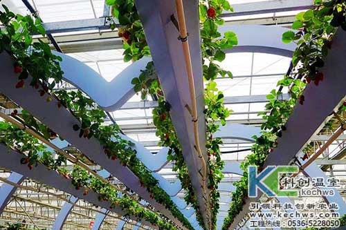 無土栽培,無土栽培技術,無土栽培設備