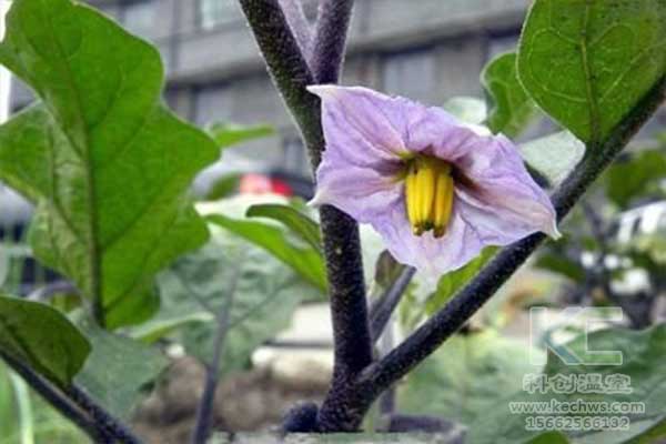 無土栽培，無土栽培技術，無土栽培設備