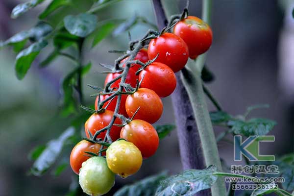 無土栽培，無土栽培技術(shù)，無土栽培設備