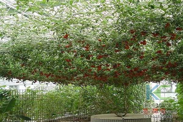 無土栽培，無土栽培技術，無土栽培設備