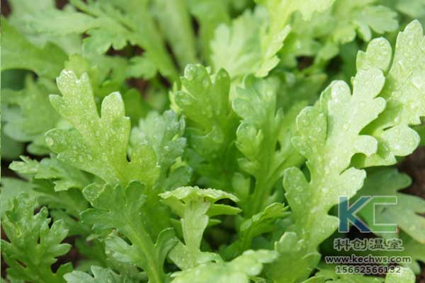 無土栽培，無土栽培技術(shù)，無土栽培設備