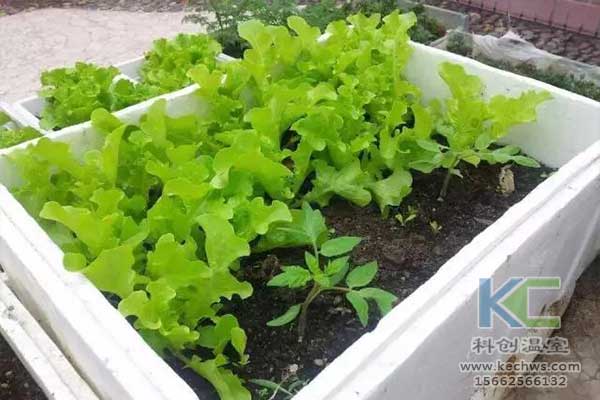 無土栽培，無土栽培技術，無土栽培設備