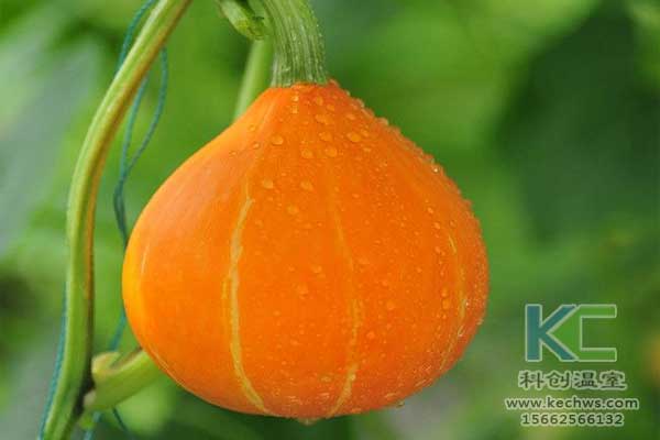 無土栽培，無土栽培技術(shù)，無土栽培設(shè)備