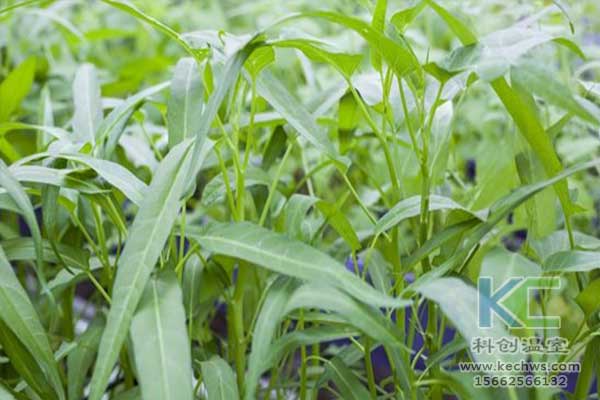 無土栽培，無土栽培技術