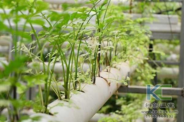 無(wú)土栽培，無(wú)土栽培技術(shù)，無(wú)土栽培設(shè)備