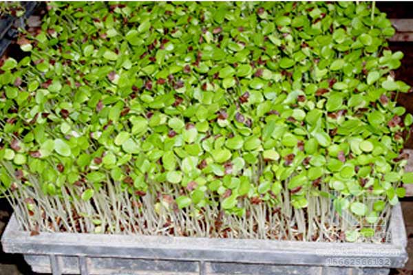 無土栽培，無土栽培技術，無土栽培設備