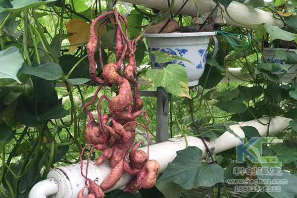 無土栽培，無土栽培技術(shù)，無土栽培設(shè)備