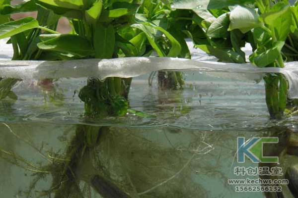 無土栽培技術,無土栽培設備,魚菜共生,溫室大棚