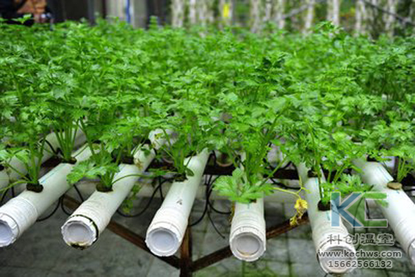 無土栽培，無土栽培技術，無土栽培設備