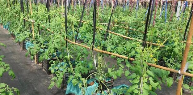 無土栽培，無土栽培技術(shù)，無土栽培設(shè)備