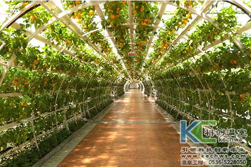 無土栽培，無土栽培技術，無土栽培設備