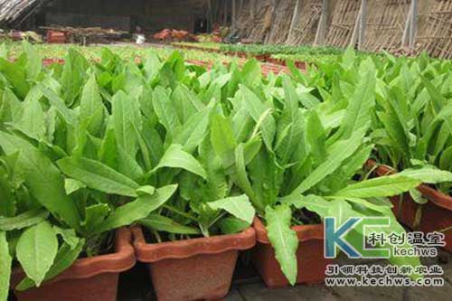 無土栽培，無土栽培技術，無土栽培設備