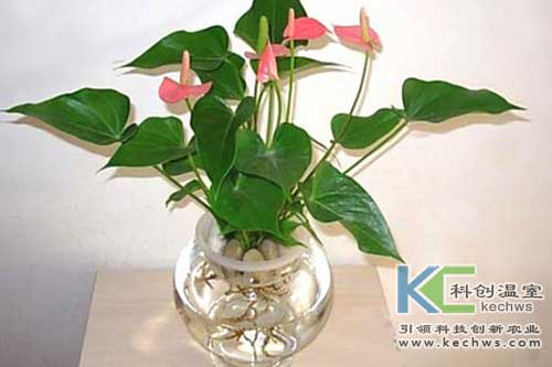 無(wú)土栽培，無(wú)土栽培技術(shù)，無(wú)土栽培設(shè)備