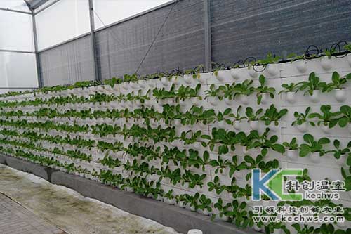 無(wú)土栽培,立體栽培,墻體栽培