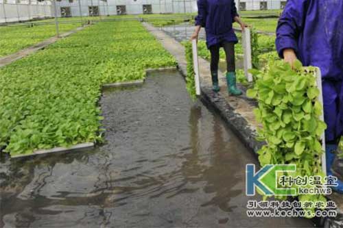 無土栽培，無土栽培技術(shù)，無土栽培設(shè)備