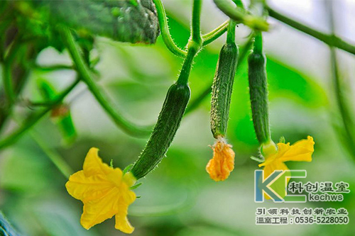 無土栽培，無土栽培技術(shù)，無土栽培設(shè)備