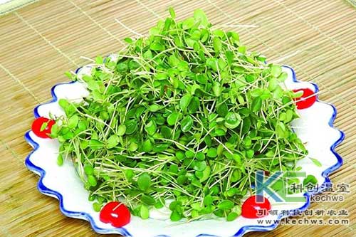 無(wú)土栽培,基質(zhì)栽培,無(wú)土栽培技術(shù)