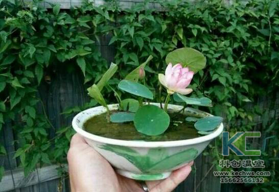 無土栽培，無土栽培技術，無土栽培設備