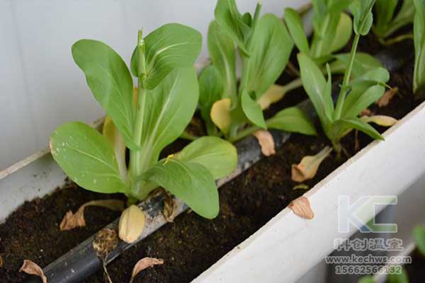 無土栽培，無土栽培技術，無土栽培設備