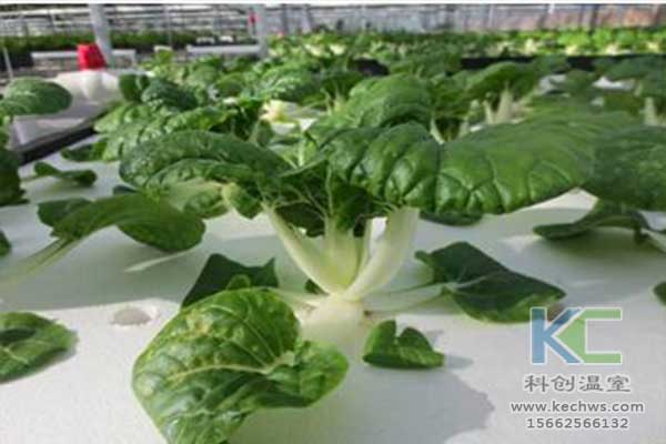 無土栽培，無土栽培技術，無土栽培設備