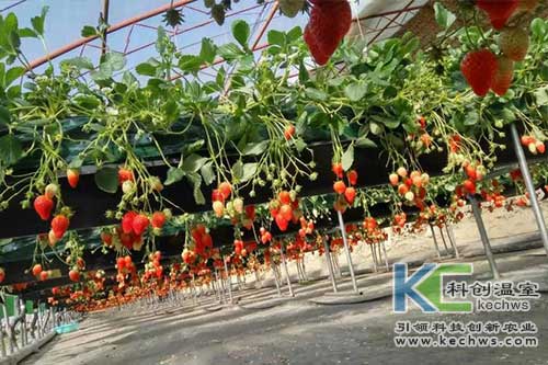 無土栽培，無土栽培技術，無土栽培設備