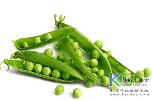 無土栽培，無土栽培技術，無土栽培設備