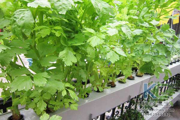 無土栽培，無土栽培技術，無土栽培設備