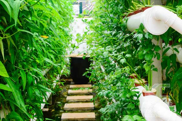 無土栽培，無土栽培技術，無土栽培設備