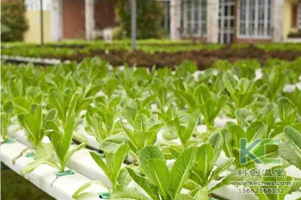 無土栽培，無土栽培技術，無土栽培設備