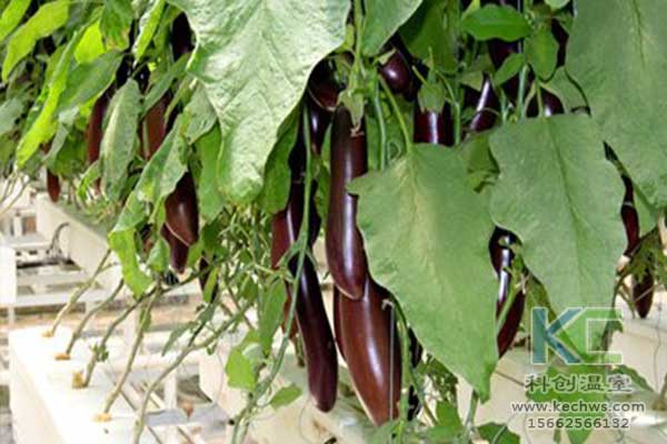 無土栽培，無土栽培技術，無土栽培設備