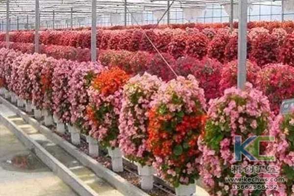 無土栽培,無土栽培技術(shù),無土栽培設(shè)備