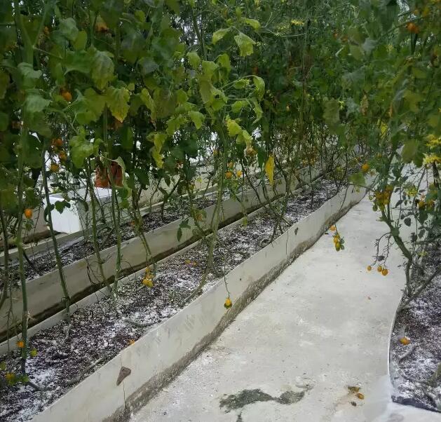 無土栽培，無土栽培技術(shù)，無土栽培設(shè)備