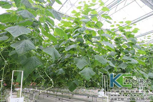 無(wú)土栽培，無(wú)土栽培技術(shù)，無(wú)土栽培設(shè)備