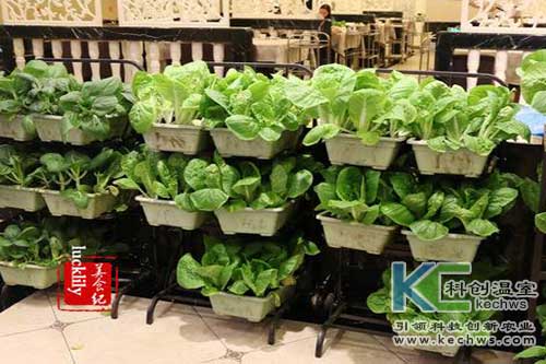 無土栽培，無土栽培技術，無土栽培設備