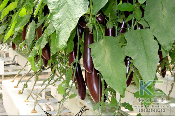 無土栽培，無土栽培技術，無土栽培設備