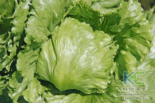 無土栽培，無土栽培技術