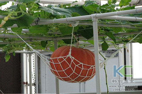 無土栽培技術，魚菜共生系統，無土栽培，溫室大棚