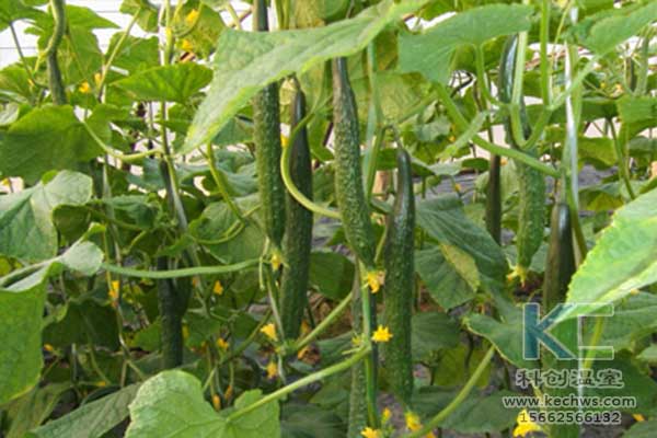 無土栽培，無土栽培技術(shù)，無土栽培設(shè)備