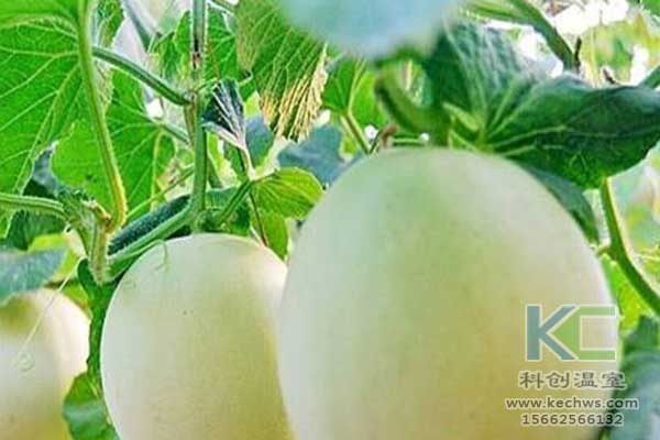 無土栽培，無土栽培技術，無土栽培設備