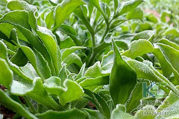 無土栽培，無土栽培技術，無土栽培設備