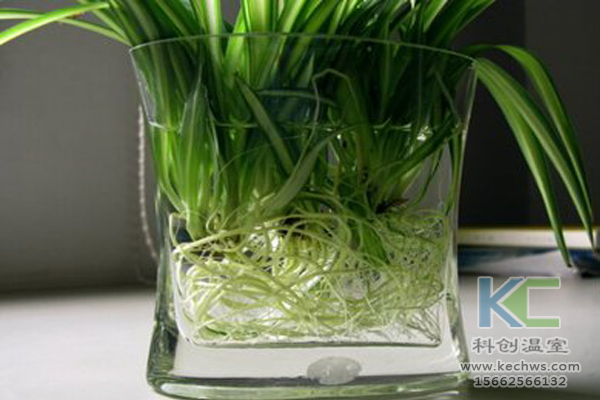 無土栽培，無土栽培技術(shù)，蔬菜栽培